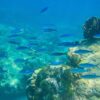 diving-day-tour-similan-islands-love-andaman