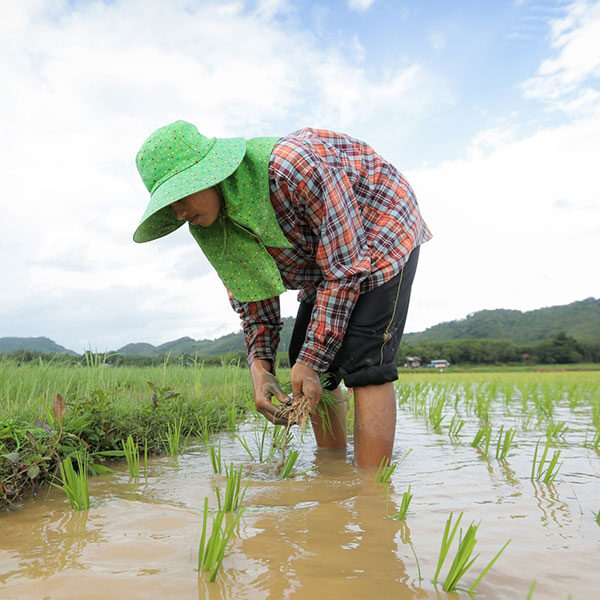 local-thai-farm-tour-yao-noi-island-phuket