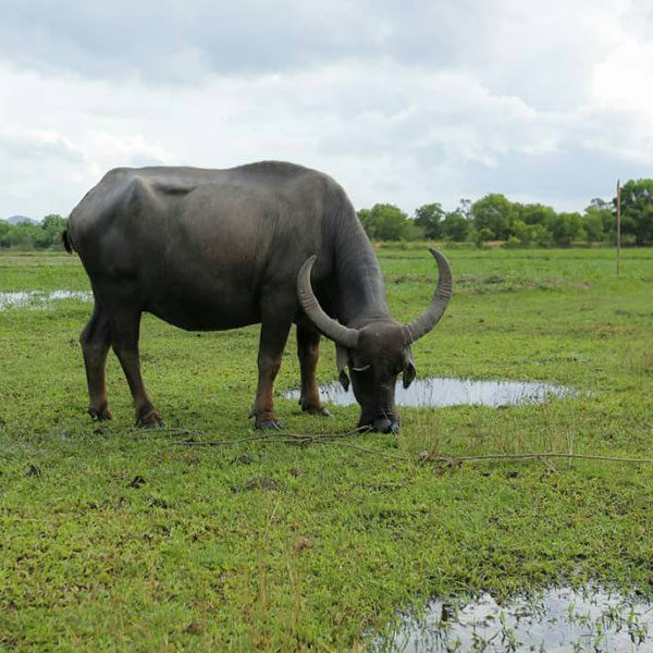 thai-local-fram-tour-phuket-yao-noi