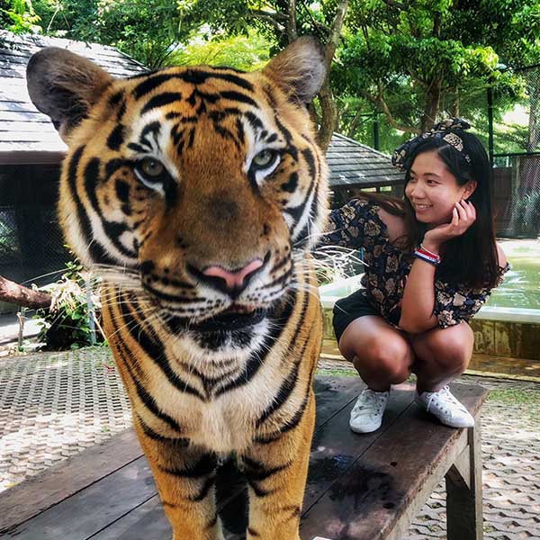 Ticket Phuket Tiger Kingdom Animal Encounter |