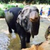 Full-Day-Elephant-Sanctuary-Phuket-Phang-Nga-3