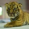 New-Born-Tiger-Kingdom-Phuket