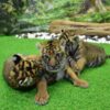 New-Born-Tiger-Kingdom-Phuket-2