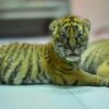 New-Born-Tiger-Kingdom-Phuket-5