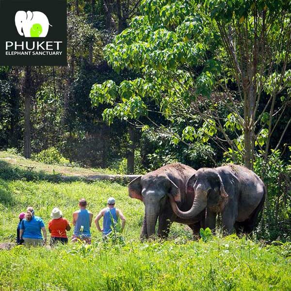 Elephants Sanctuary Phuket Half Day Morning | Phuket Dream Company