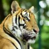 play-take-picture-touch-with-see-tigers-kingdom-phuket-3