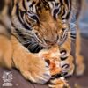 play-take-picture-touch-with-see-tigers-kingdom-phuket-4