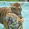 play-take-picture-touch-with-see-tigers-kingdom-phuket-5