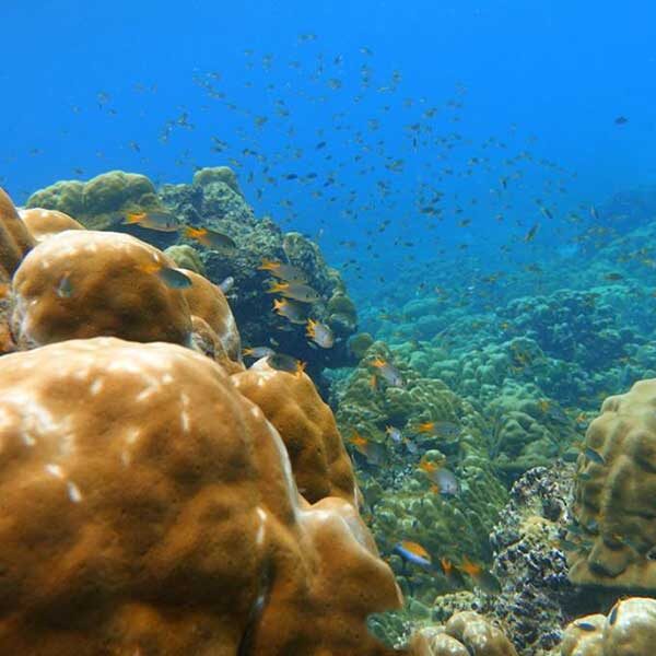 Phuket-Full-day-trip-Sunset-Cruise-Koh-Rok-Power-Catamaran-4