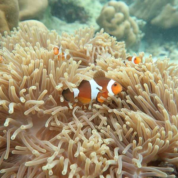 Phuket-Full-day-trip-Sunset-Cruise-Koh-Rok-Power-Catamaran-5