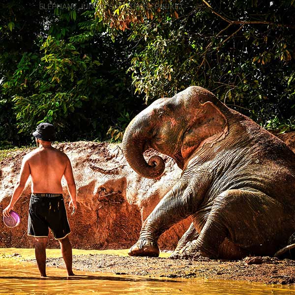 half-day-visit-elephant-sanctuary-phuket