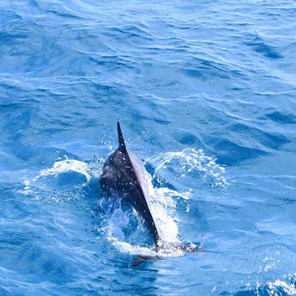 phuket-full-day-trip-racha-noi-racha-yai-maiton-island-by-catamaran-9