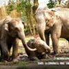 tour-thing-to-do-elephant-jungle-sanctuary-phuket-2
