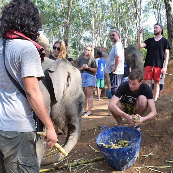 tour-thing-to-do-elephant-jungle-sanctuary-phuket-9