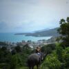 Learn-to-ride-bareback-30-mins-experienced-instructor-Elephant-Phuket-4