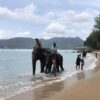 Swim-Shower-With-Elephant-On-The-Beach-Phuket
