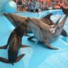 Dolphins-Show-Ticket-at-Nemo-Dolphins-Bay-Phuket