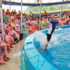 Dolphins-Show-Ticket-at-Nemo-Dolphins-Bay-Phuket-2