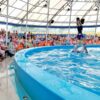 Dolphins-Show-Ticket-at-Nemo-Dolphins-Bay-Phuket-3