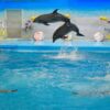 Dolphins-Show-Ticket-at-Nemo-Dolphins-Bay-Phuket-4