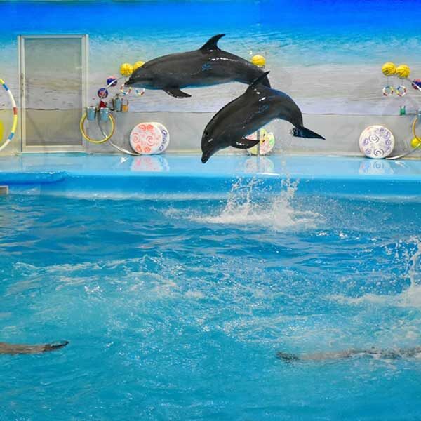 Dolphins-Show-Ticket-at-Nemo-Dolphins-Bay-Phuket-4
