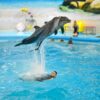 Dolphins-Show-Ticket-at-Nemo-Dolphins-Bay-Phuket-6