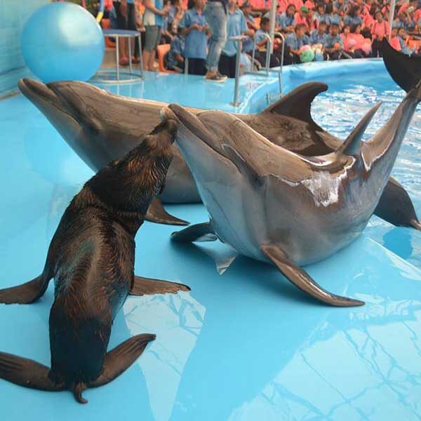 Dolphins-Show-Ticket-at-Nemo-Dolphins-Bay-Phuket