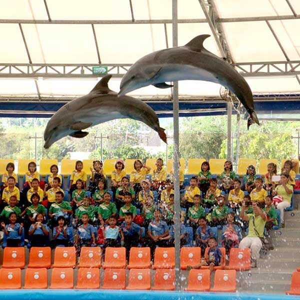 Dolphins-Show-Ticket-at-Nemo-Dolphins-Bay-Phuket-7