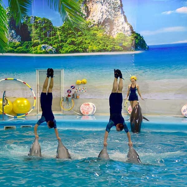 Dolphins-Show-Ticket-at-Nemo-Dolphins-Bay-Phuket-8