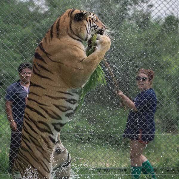 Full-Day-Tiger-Kingdom-Learning-Center-Chiang-Mai