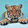 Medium-Tiger-Kingdom-Phuke-2