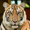 Medium-Tiger-Kingdom-Phuke-3