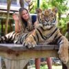 Medium-Tiger-Kingdom-Phuke-4