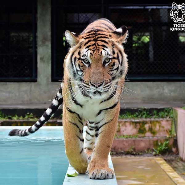Medium-Tiger-Kingdom-Phuket
