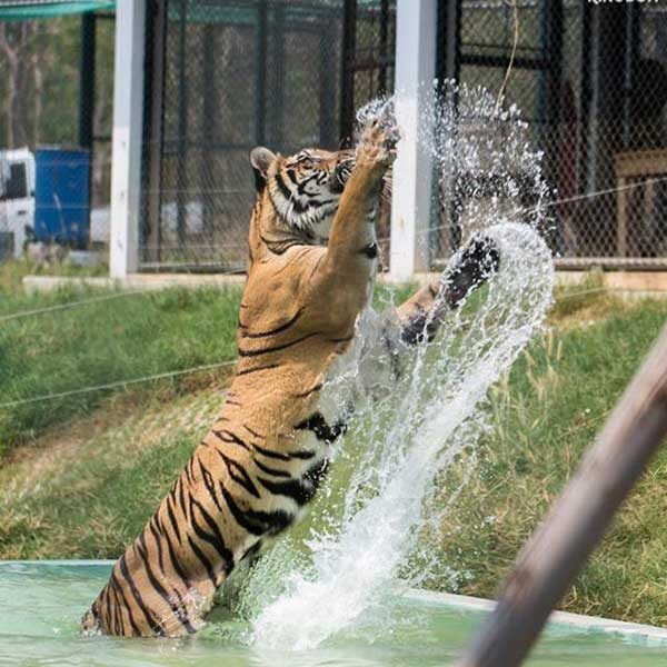 Tiger-Kingdom-Learning-Center-Chiang-Mai-2