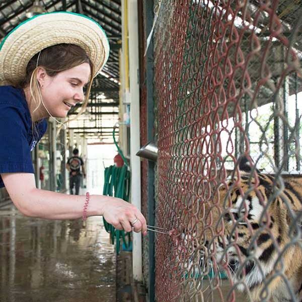 Tiger-Kingdom-Learning-Center-Chiang-Mai-5