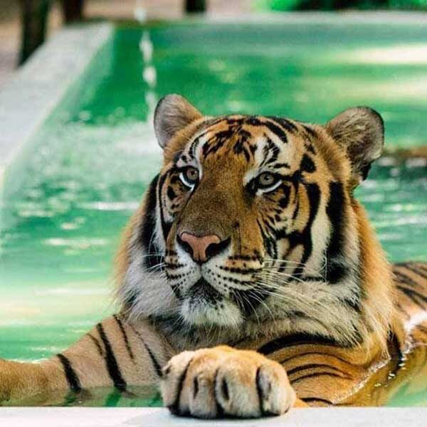 big-tiger-kingdom-mae-rim-chiang-mai