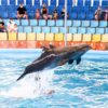 cheap-ticket-dolphints-phuket