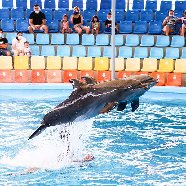 Dolphins Show Ticket at Nemo Dolphins Bay Phuket