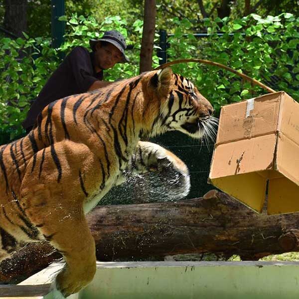 chiang-mai-tiger-zoo-mae-rim