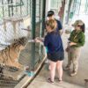 one-day-experience-take-care-tiger-chiang-mai