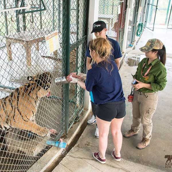 one-day-experience-take-care-tiger-chiang-mai