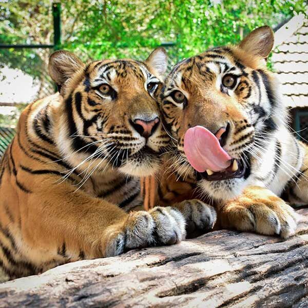 play-with-tiger-chiang-mai-zoo