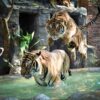 take-photo-with-big-tiger-chiang-mai-zoo