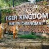 tiger-kingdom-mae-rim-chiang-mai-zoo