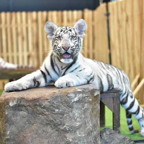 white-tiger-chiang-mai-zoo