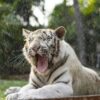 white-tiger-chiang-mai-zoo-mae-rim