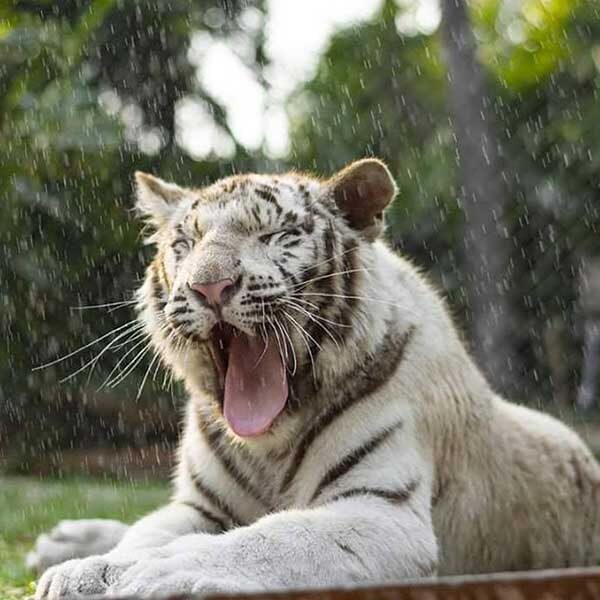 white-tiger-chiang-mai-zoo-mae-rim