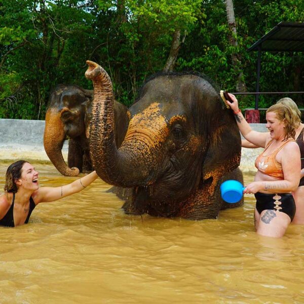 elephant-bathe-elephant-safari-tour-samui