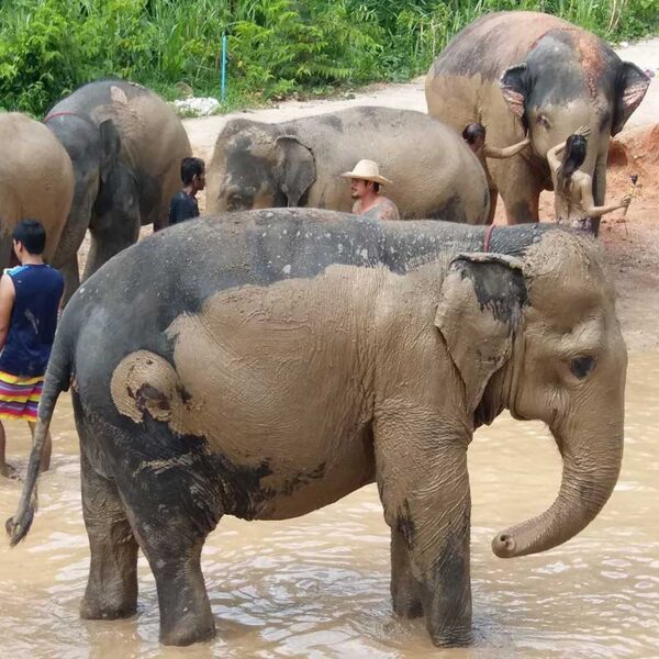 samui-elephant-mud-spa-safari-tour